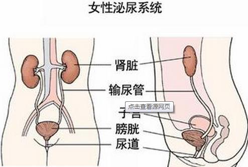 女性出现尿道炎的预防措施